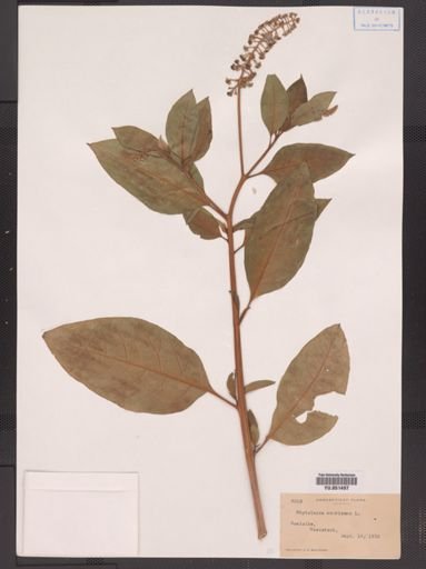 Phytolacca americana