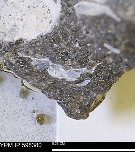 undet. Mollusca