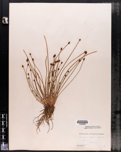 Eleocharis obtusa