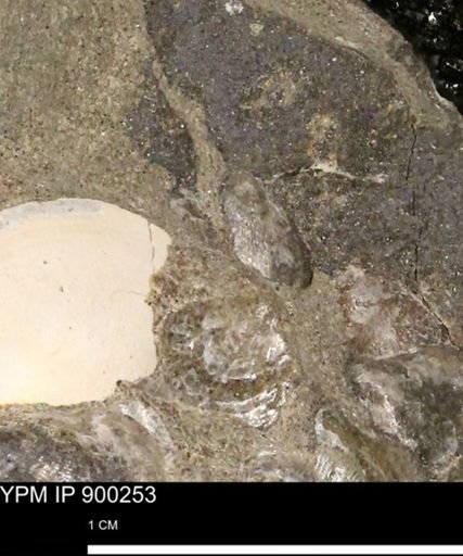 Anomia gryphorhyncha