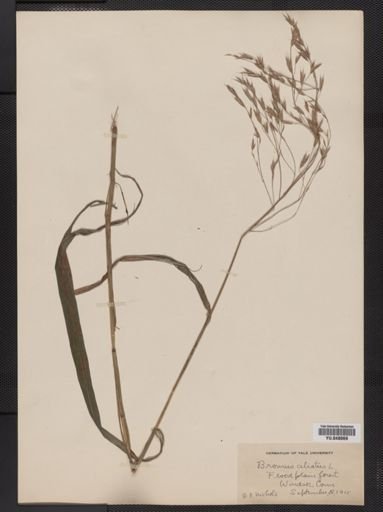 Bromus kalmii
