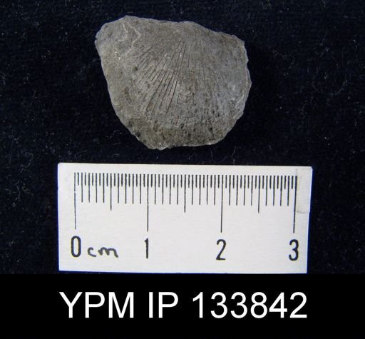 Stropheodonta inaequistriata