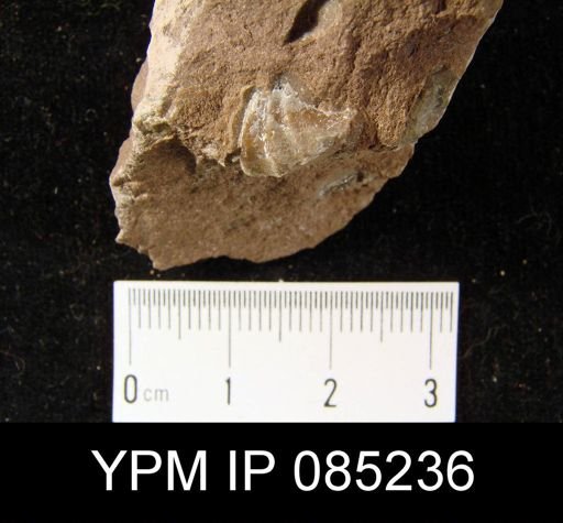 Crispella elegans