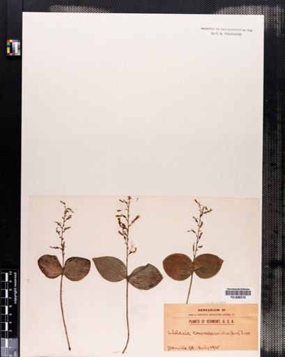 Listera convallarioides