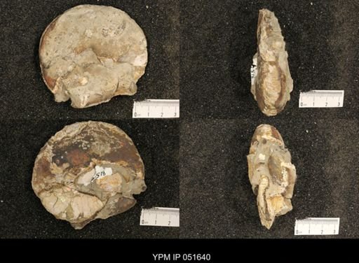 Hoploscaphites nicolletii