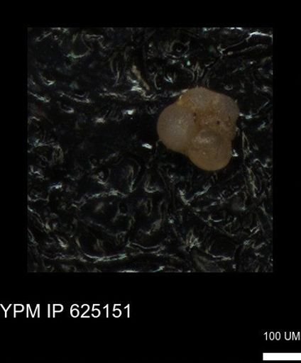 undet. Foraminiferida
