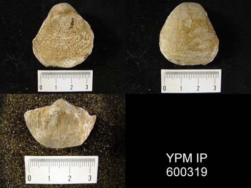 Pustula sp.