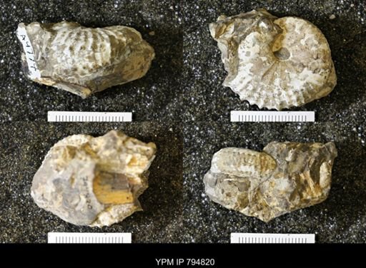 Phelopteria linguaeformis