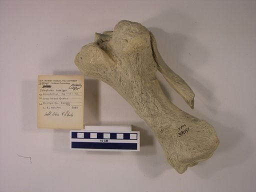 Teleoceras fossiger
