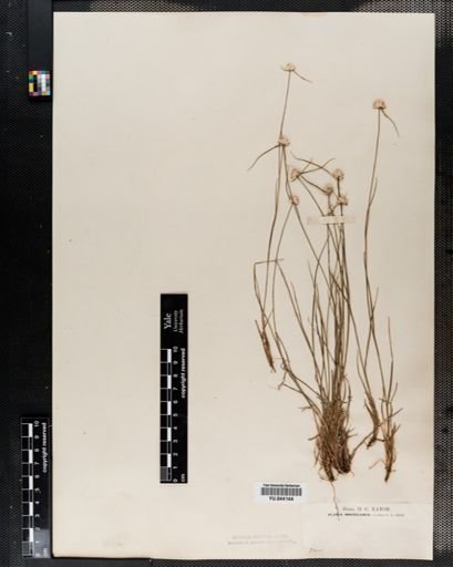 Plantae
