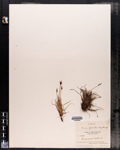 Plantae