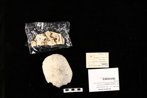 Sternotherus odoratus