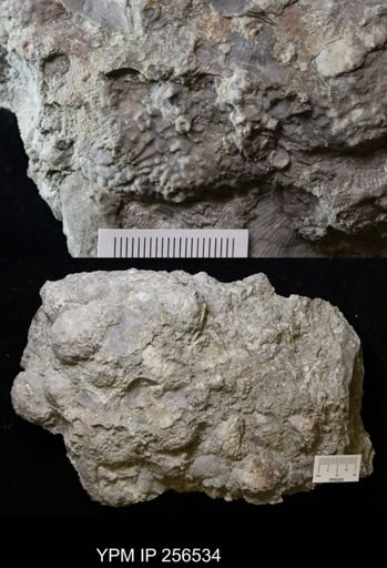 Dolatocrinus asterias