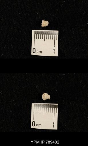 undet. Bryozoa