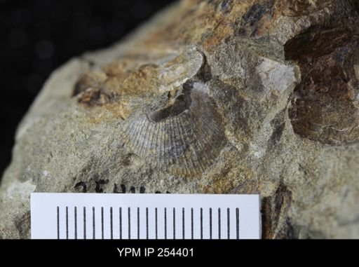 Oxytoma (Hypoxytoma) sp.