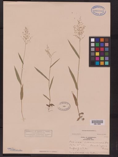 Panicum sphaerocarpon