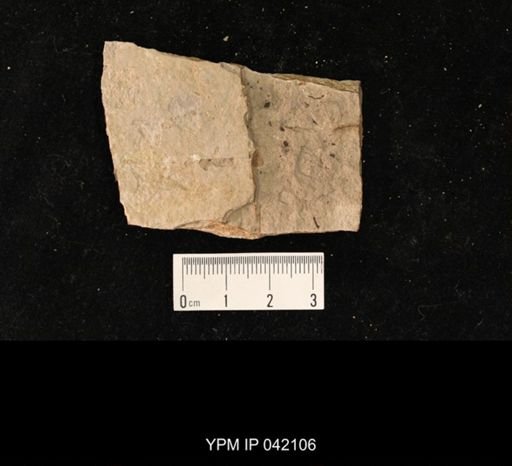 undet. Hymenoptera