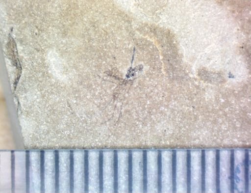 Orthoptera?
