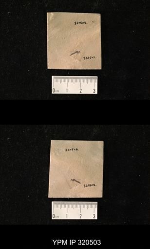 undet. Diptera
