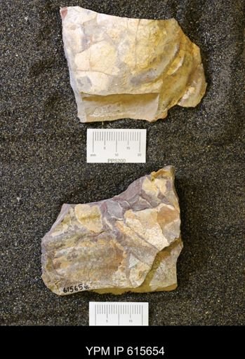undet. Bivalvia