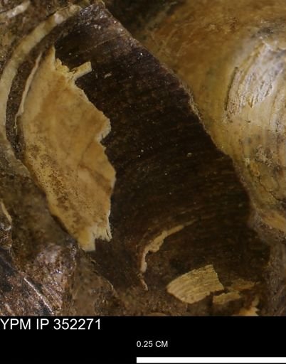 undet. Bivalvia