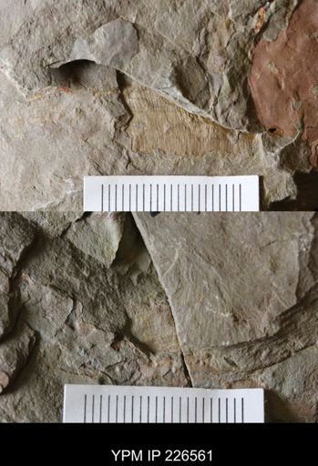 Pseudoangustidontus izdigua
