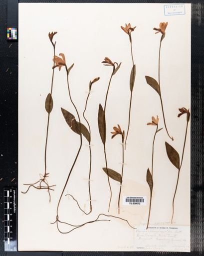Pogonia ophioglossoides