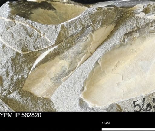 Phelopteria linguaeformis