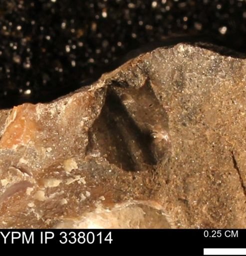 undet. Ammonoidea