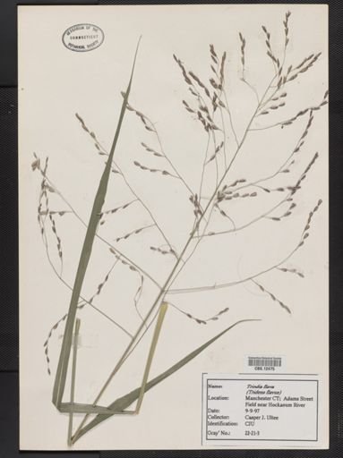 Tridens flavus