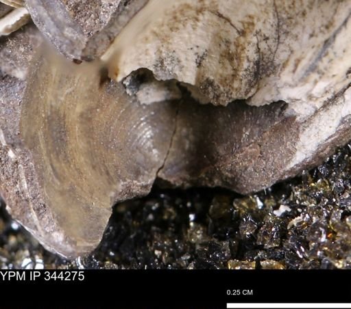 Limopsis striatopunctatus