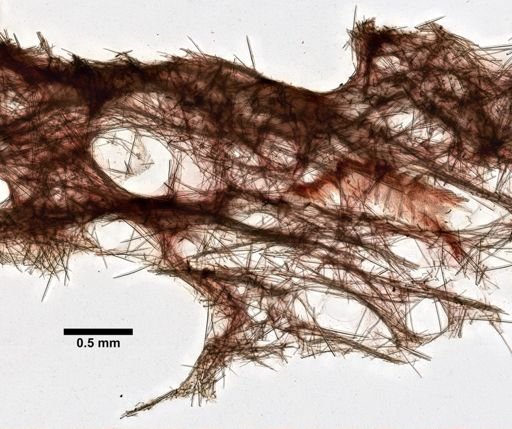 Haliclona (Reniera)