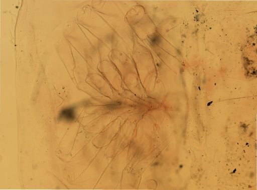 Limulus polyphemus