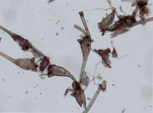 Savignyella lafontii