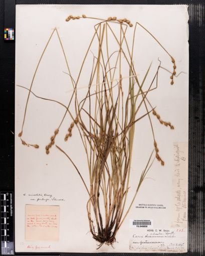 Carex normalis