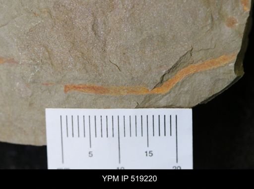 Ichnofossil