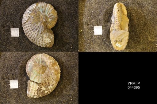 Jeletzkytes nebrascensis