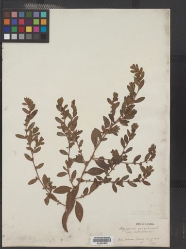 Polygonum aviculare