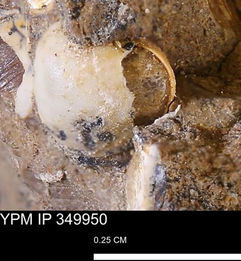 undet. Mollusca