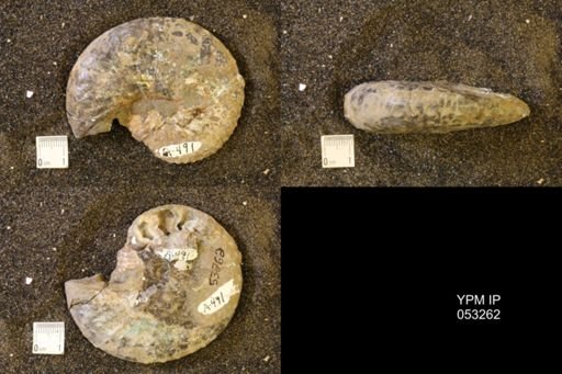 Discoscaphites conradi