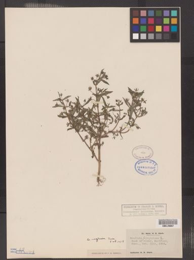 Gratiola neglecta