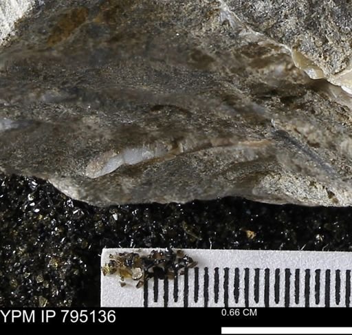 undet. Bivalvia