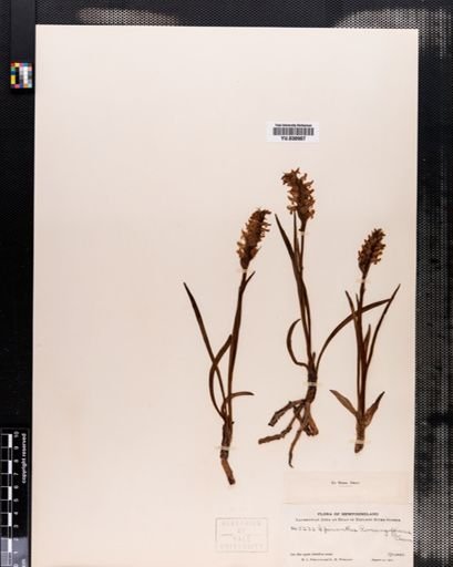 Spiranthes romanzoffiana