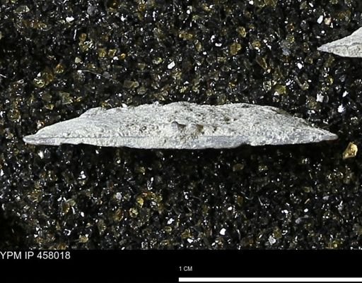 Strophodonta sp.