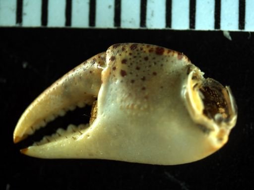 Hemigrapsus sanguineus