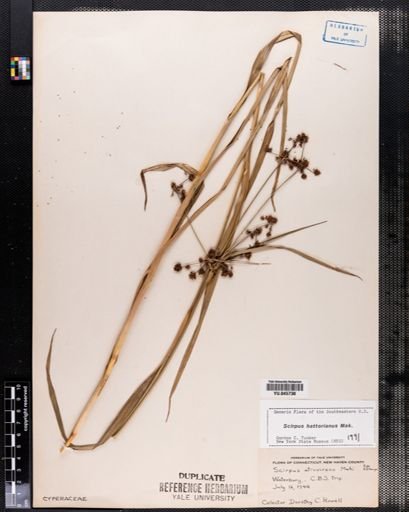Scirpus hattorianus