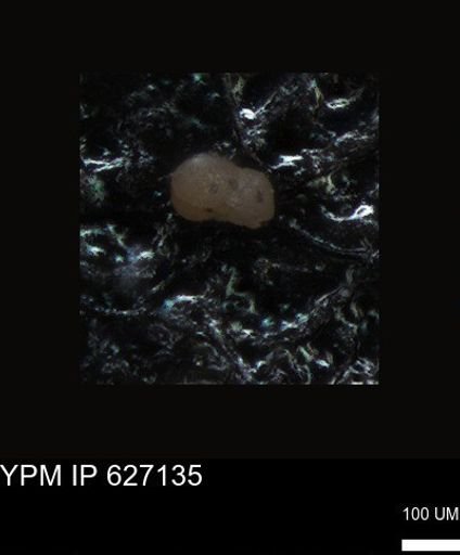 undet. Foraminiferida