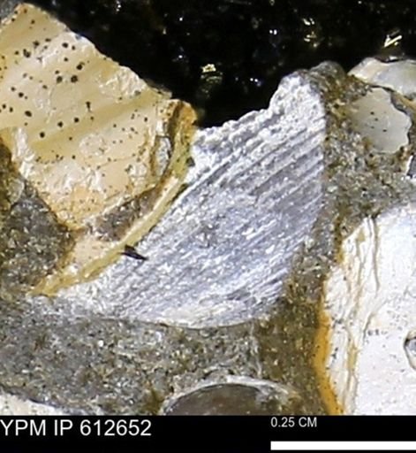 undet. Mollusca
