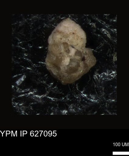 undet. Foraminiferida