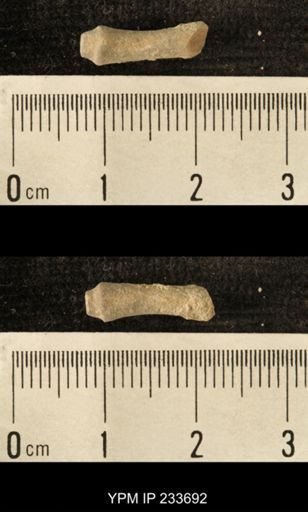Archaeocidaris sp.